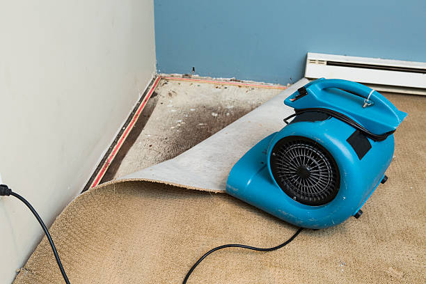 Best Mold removal after water damage  in Bangor, ME